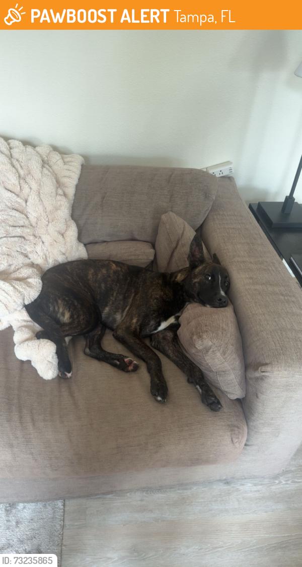 Found/Stray Female Dog last seen Interbay blvd and south manhattan, Tampa, FL 33616