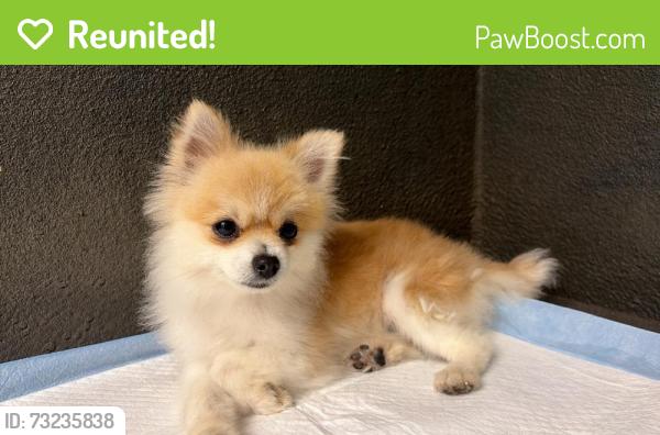 Reunited Female Dog last seen Near Pines Blvd, Pembroke Pines, FL 33029, USA, Pembroke Pines, FL 33029