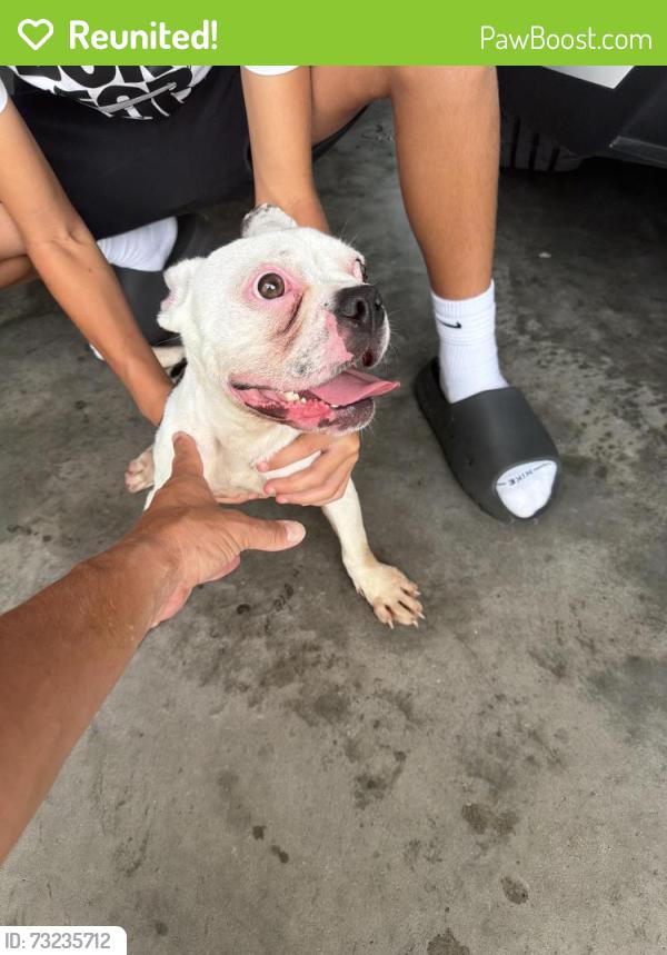 Reunited Male Dog last seen Near Hoover St, Spring Hill, FL 34608, USA, Spring Hill, FL 34608