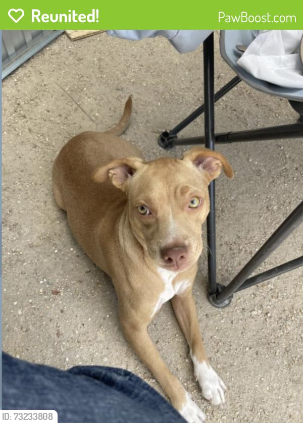 Reunited Female Dog last seen Pearl Ave, Redlands, CA 92373