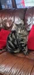 Lost Male Cat last seen Winchcombe close swindon, The Prinnels, England 