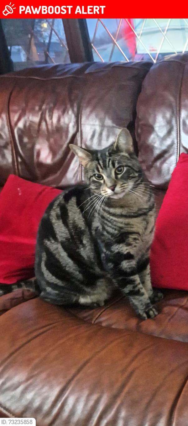Lost Male Cat last seen Winchcombe close swindon, The Prinnels, England 