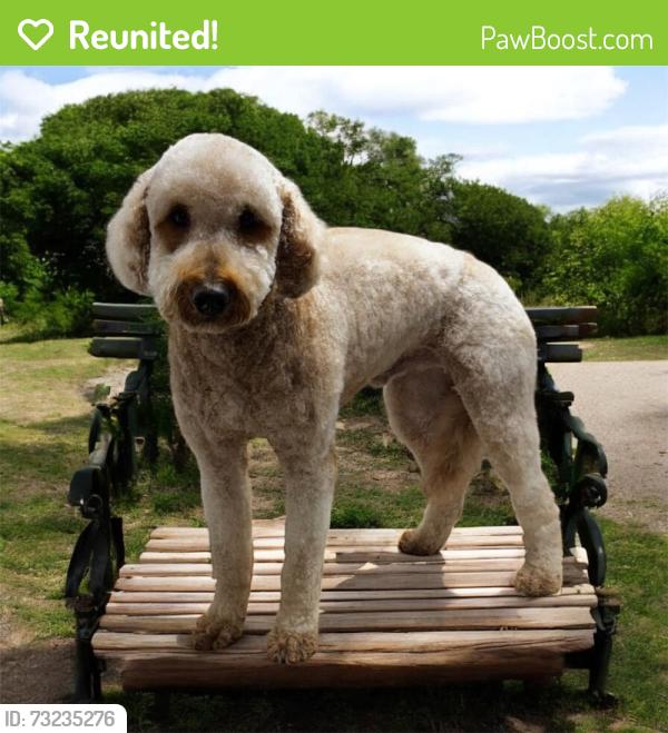 Reunited Male Dog last seen Terrapin Court, Victory Gallop, Murfreesboro, TN 37128