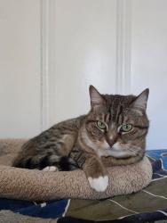 Lost Female Cat last seen Eunice and Shattuck/Sutter, Berkeley, CA 94707