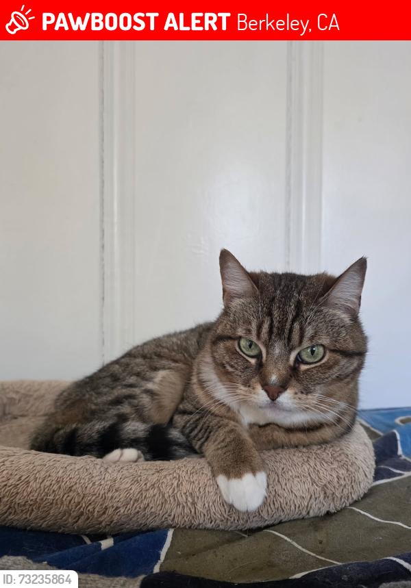 Lost Female Cat last seen Eunice and Shattuck/Sutter, Berkeley, CA 94707