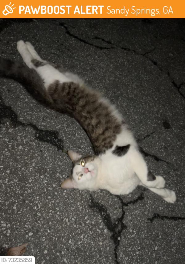 Found/Stray Unknown Cat last seen Balfour Chastain, Sandy Springs, GA 30342