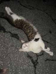Found/Stray Unknown Cat last seen Balfour Chastain, Sandy Springs, GA 30342