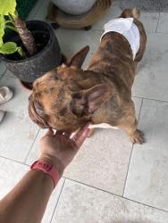 Found/Stray Male Dog last seen Floresta, Port St. Lucie, FL 34984