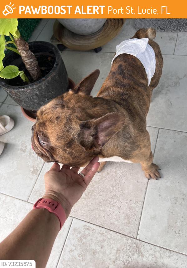 Found/Stray Male Dog last seen Floresta, Port St. Lucie, FL 34984