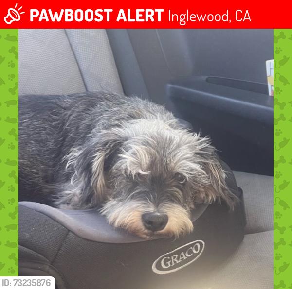 Lost Female Dog last seen Woodworth, Inglewood, CA 90303