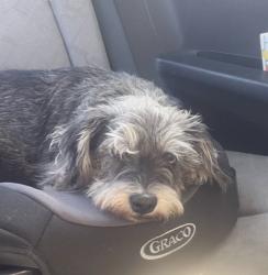 Lost Female Dog last seen Woodworth, Inglewood, CA 90303