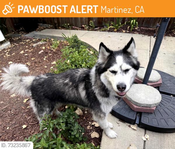 Found/Stray Female Dog last seen Susana Park, Martinez CA (Susana Street and Estudillo), Martinez, CA 94553