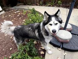 Found/Stray Female Dog last seen Susana Park, Martinez CA (Susana Street and Estudillo), Martinez, CA 94553