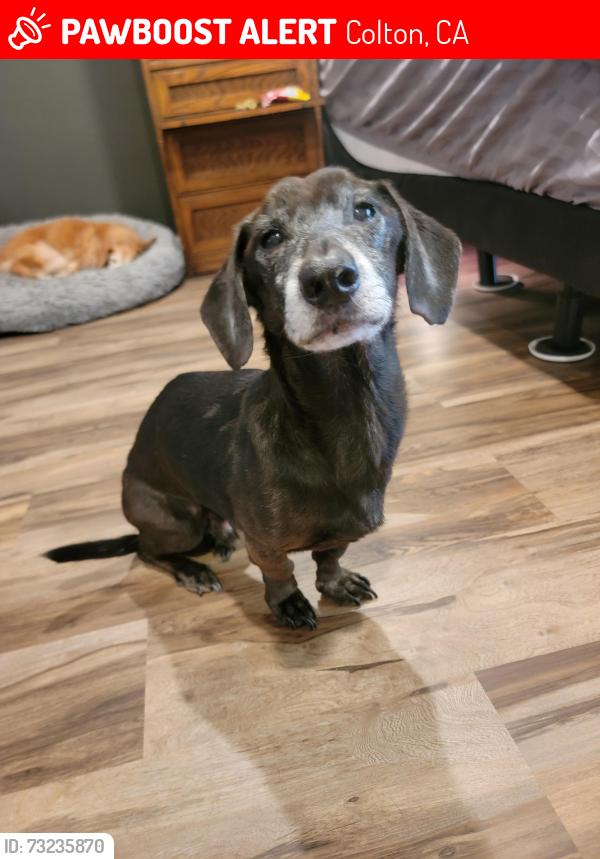 Lost Male Dog last seen Fern ln and reche canyon road, Colton, CA 92324