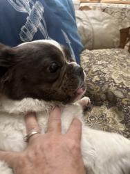 Found/Stray Female Dog last seen Cora, Keyes, CA 95328