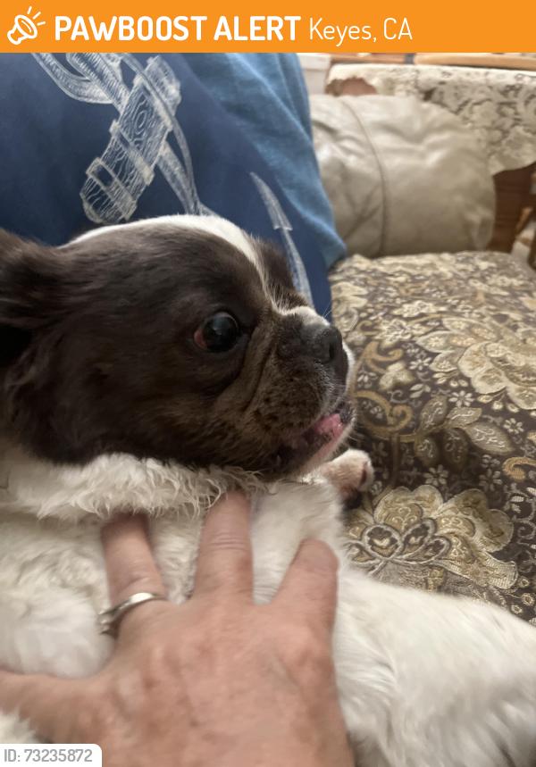 Found/Stray Female Dog last seen Cora, Keyes, CA 95328
