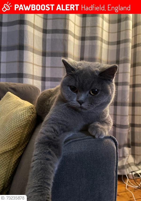 Lost Female Cat last seen Hadfield, Hadfield, England 
