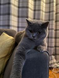 Lost Female Cat last seen Hadfield, Hadfield, England 