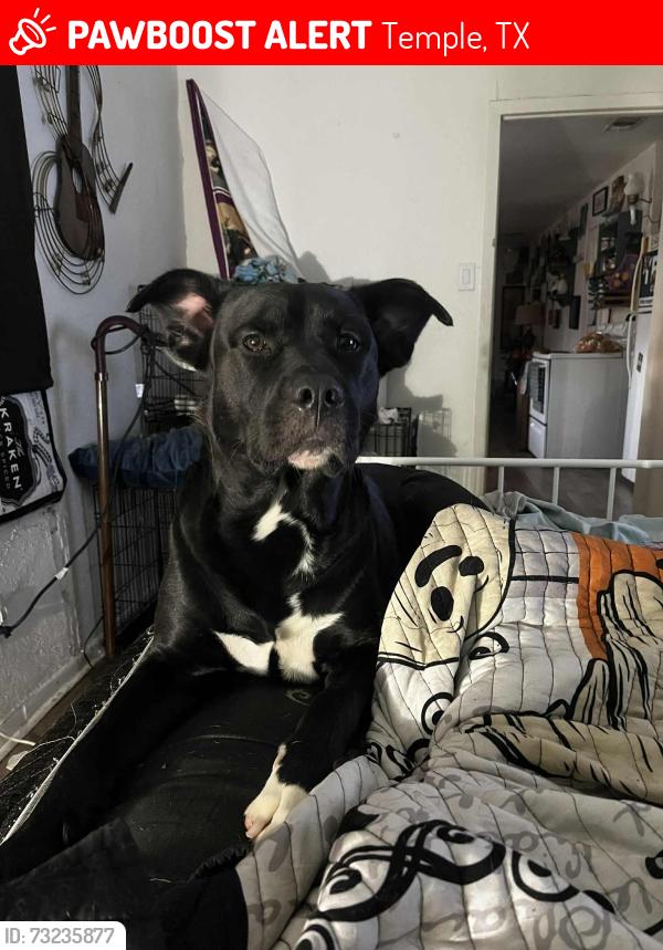 Lost Male Dog last seen Corner of ave T and 7th ST, Temple, TX 76504