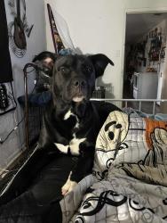 Lost Male Dog last seen Corner of ave T and 7th ST, Temple, TX 76504