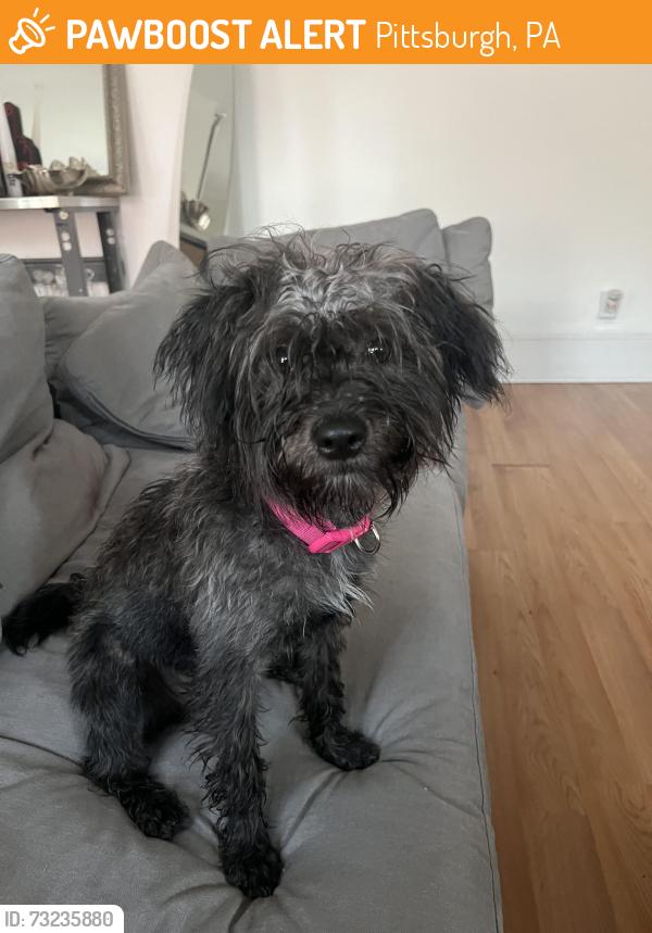 Found/Stray Female Dog last seen Tied to a fence at Brighton Rd + Armendale, Pittsburgh, PA 15212