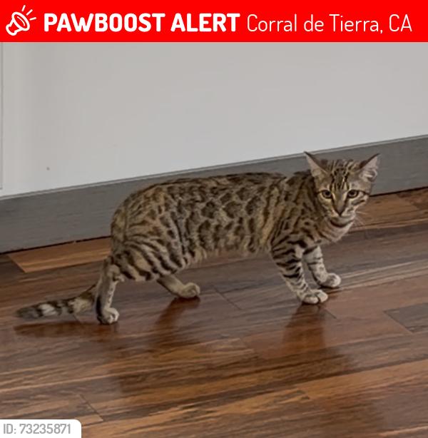 Lost Female Cat last seen Church of the Good Shepherd, Corral de Tierra, CA 93908