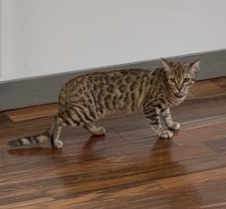 Lost Female Cat last seen Church of the Good Shepherd, Corral de Tierra, CA 93908