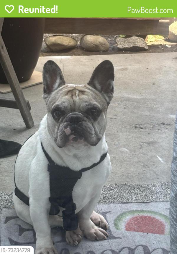 Reunited Male Dog last seen Concord drive, Oxnard, CA 93033