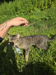 Reunited Unknown Cat last seen Greenwood st, Worcester, MA 01607