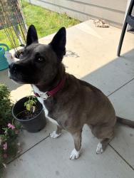 Reunited Female Dog last seen Highway 28, near Road 19th NW, Lakeview, WA 98851
