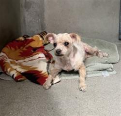 Shelter Stray Male Dog last seen RIALTO AVE AND MERIDIAN AVE, 333 Chandler Pl, San Bernardino, CA 92408, USA