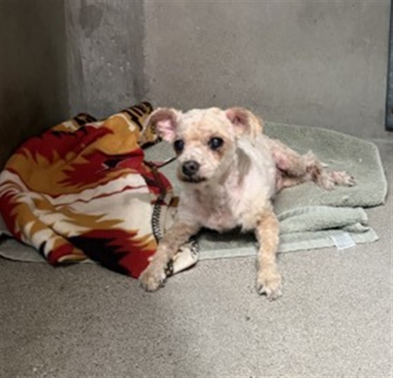 Shelter Stray Male Dog last seen RIALTO AVE AND MERIDIAN AVE, 333 Chandler Pl, San Bernardino, CA 92408, USA