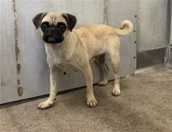 Shelter Stray Female Dog last seen Near BLOCK N MOUNTAIN VIEW, 333 Chandler Pl, San Bernardino, CA 92408, USA