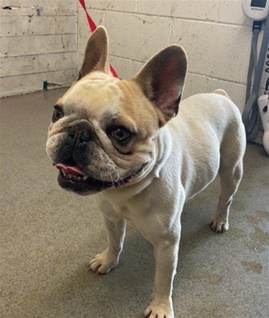 Shelter Stray Male Dog last seen Near BLOCK E BASELINE, 333 Chandler Pl, San Bernardino, CA 92408, USA