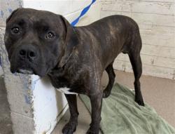 Shelter Stray Male Dog last seen MARYGOLD AVE/ALDER AVE, 333 Chandler Pl, San Bernardino, CA 92408, USA