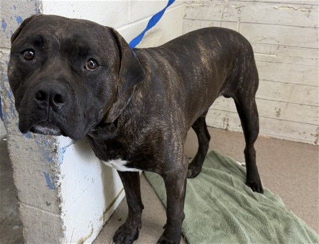 Shelter Stray Male Dog last seen MARYGOLD AVE/ALDER AVE, 333 Chandler Pl, San Bernardino, CA 92408, USA