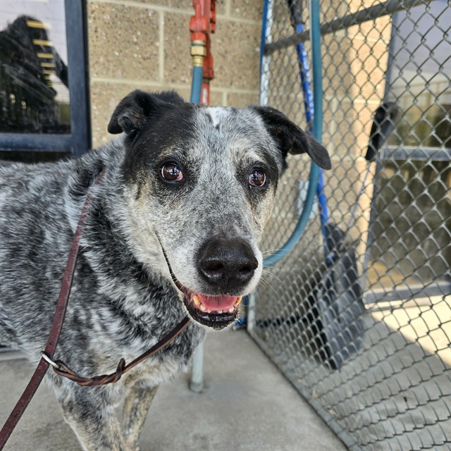Shelter Stray Male Dog last seen Near BLOCK S BIRCH ST, GLENDALE CO 80246, 1241 W Bayaud Ave, Denver, CO 80223, USA