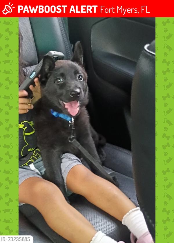 Lost Female Dog last seen 5th & lotus, Fort Myers, FL 33905