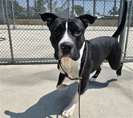 Shelter Stray Male Dog last seen Near BLOCK S FEDERAL BLVD, DENVER CO 80236, 1241 W Bayaud Ave, Denver, CO 80223, USA