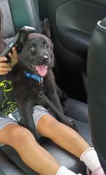 Lost Female Dog last seen 5th & lotus, Fort Myers, FL 33905