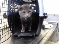 Shelter Stray Male Cat last seen Near BLOCK STOUT ST, DENVER CO 80202, 1241 W Bayaud Ave, Denver, CO 80223, USA