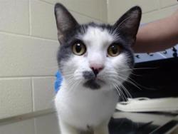 Shelter Stray Female Cat last seen Near BLOCK STOUT ST, DENVER CO 80202, 1241 W Bayaud Ave, Denver, CO 80223, USA