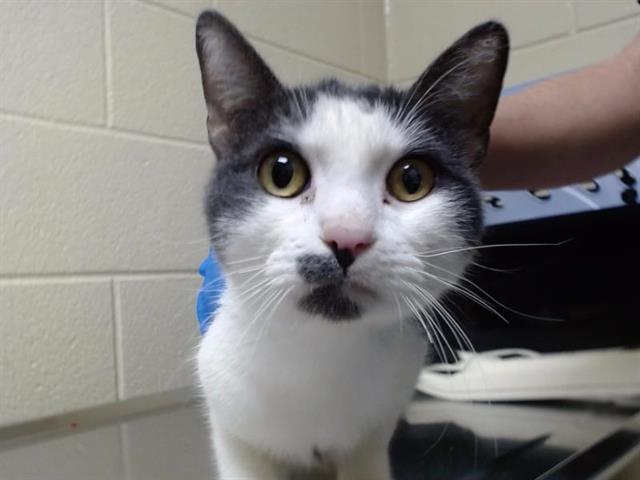 Shelter Stray Female Cat last seen Near BLOCK STOUT ST, DENVER CO 80202, 1241 W Bayaud Ave, Denver, CO 80223, USA
