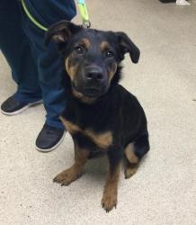 Shelter Stray Female Dog last seen Near BLOCK MISSION BLVD, JURUPA VALLEY CA 92509, 6851 Van Buren Boulevard, Jurupa Valley, CA 92509, USA