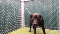 Shelter Stray Male Dog last seen , 11258 Garfield Ave, Downey, CA 90242, USA