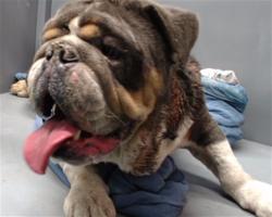 Shelter Stray Male Dog last seen , 11258 Garfield Ave, Downey, CA 90242, USA