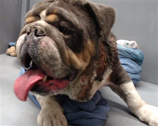 Shelter Stray Male Dog last seen , 11258 Garfield Ave, Downey, CA 90242, USA
