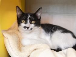 Shelter Stray Male Cat last seen IND SCHOOL AND JACKRABBIT, 5501 E Van Buren St, Phoenix, AZ 85008, USA