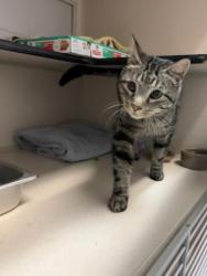 Shelter Stray Male Cat last seen Near BLOCK COUNTY RD 17/21, ELIZABETH, CO, 4556 Castleton Ct, Castle Rock, CO 80109, USA