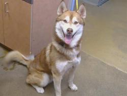 Shelter Stray Male Dog last seen MARCONI AVE/EASTERN AVE, 95821, 3839 Bradshaw Rd, Sacramento, CA 95827, USA